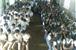 Thodupuzha